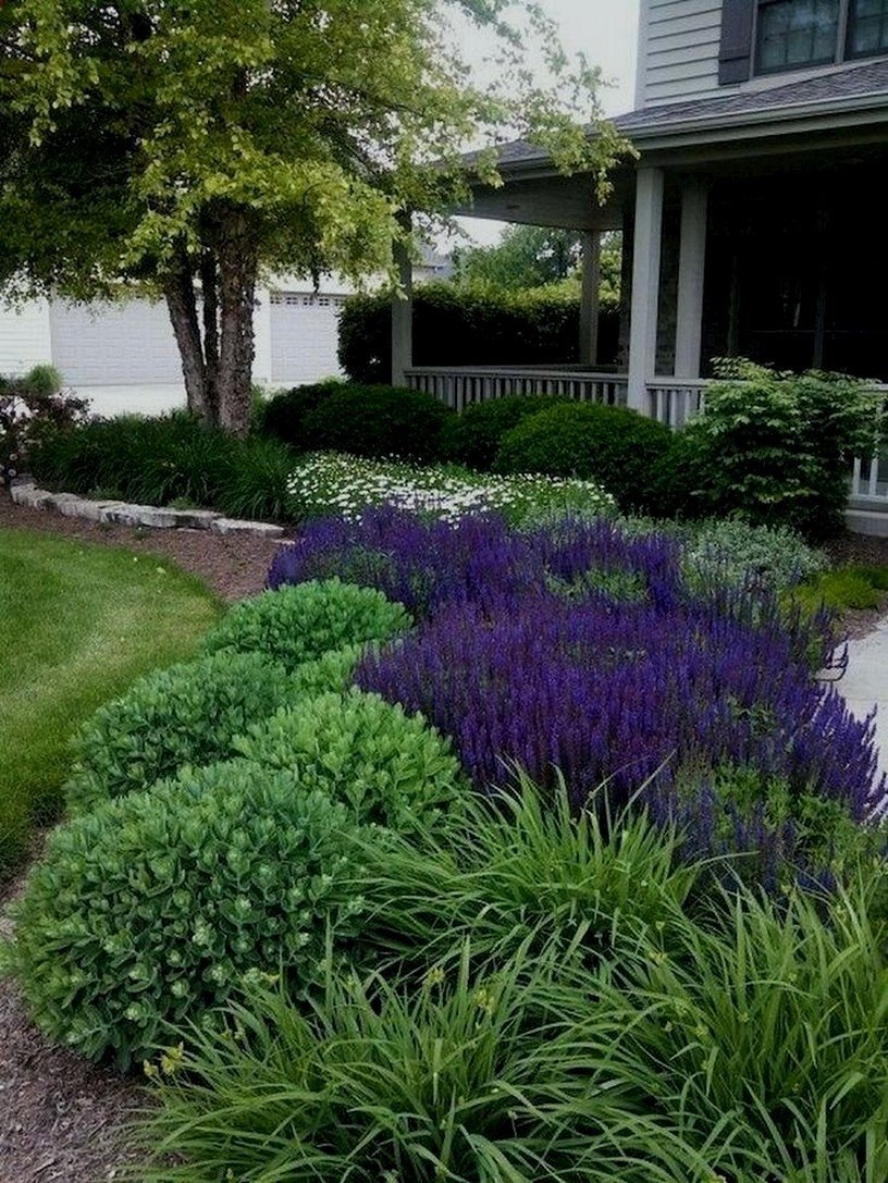 Туя розмарин миксбордер