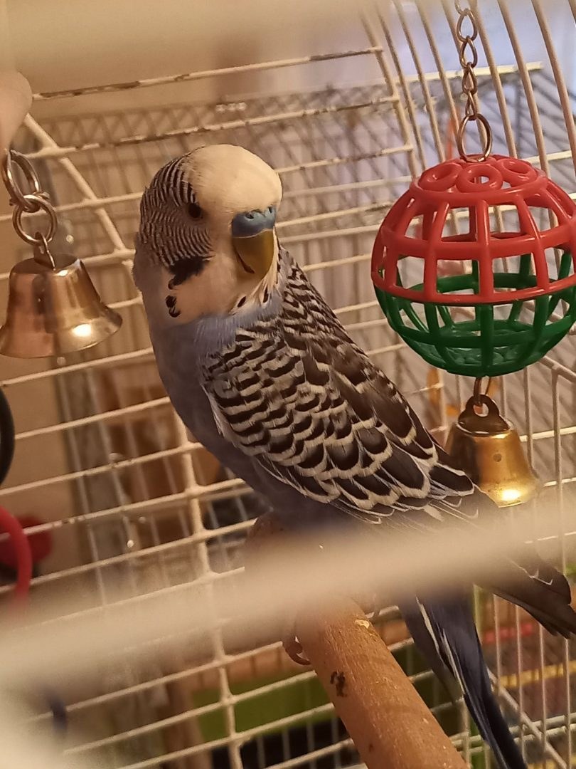 Клетка с попугаем в интерьере (57 фото)