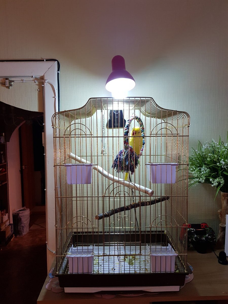 Корелла в клетке