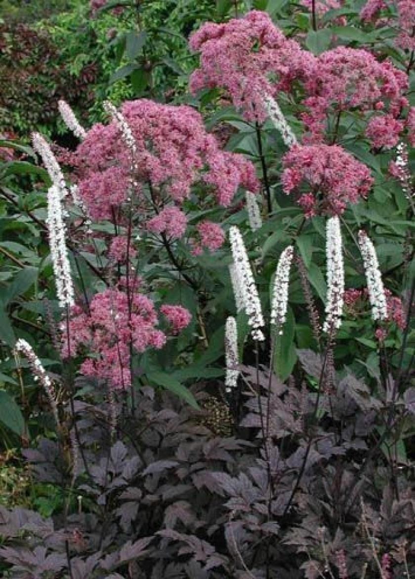 Посконник и бузульник