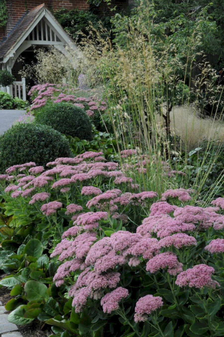 Посконник пятнистый Атропурпуреум