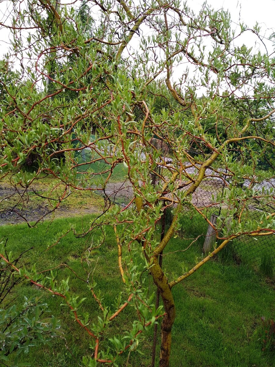 Ива Свердловская Извилистая