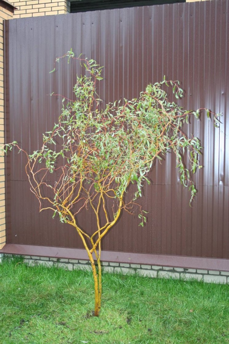 Ива Матсудана Вавилонская