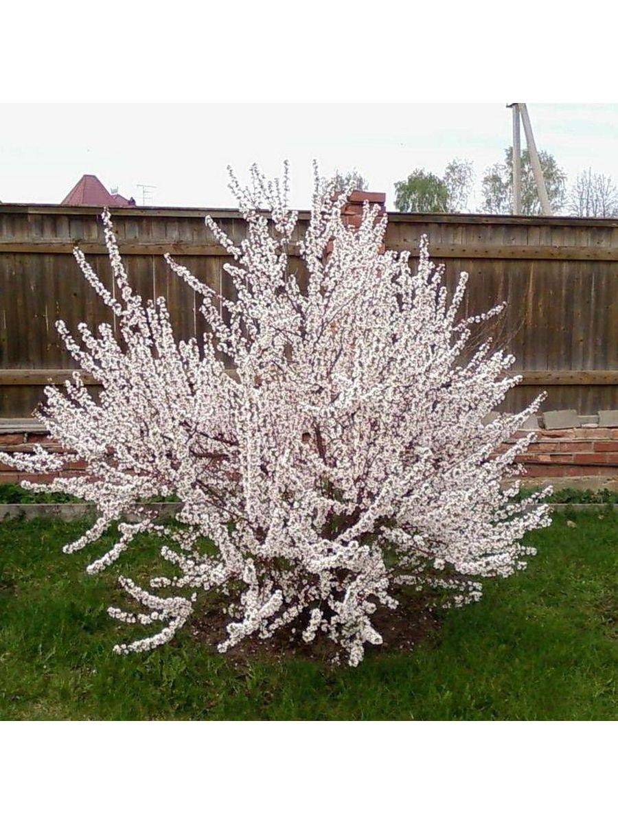 Вишня китайская войлочная