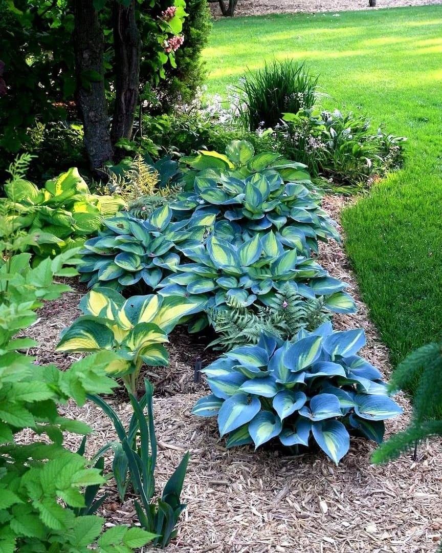 Хоста бордюрная