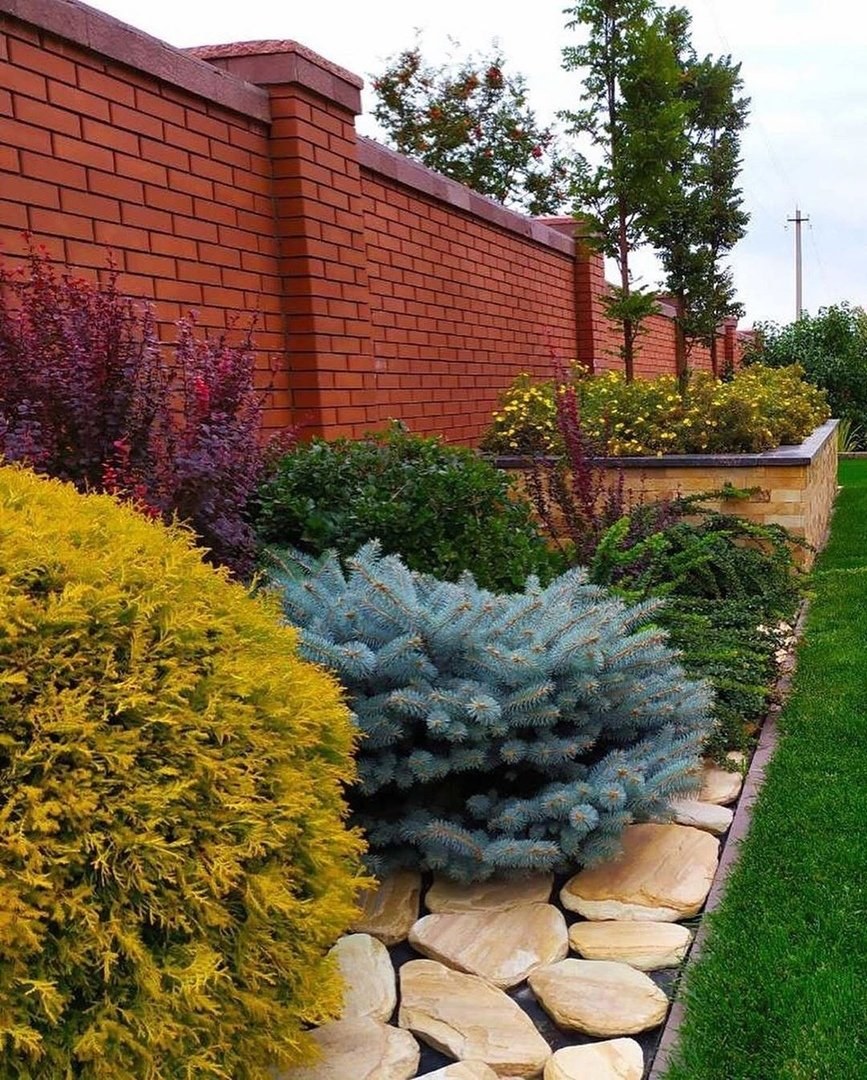 Туя Глаука Глобоза