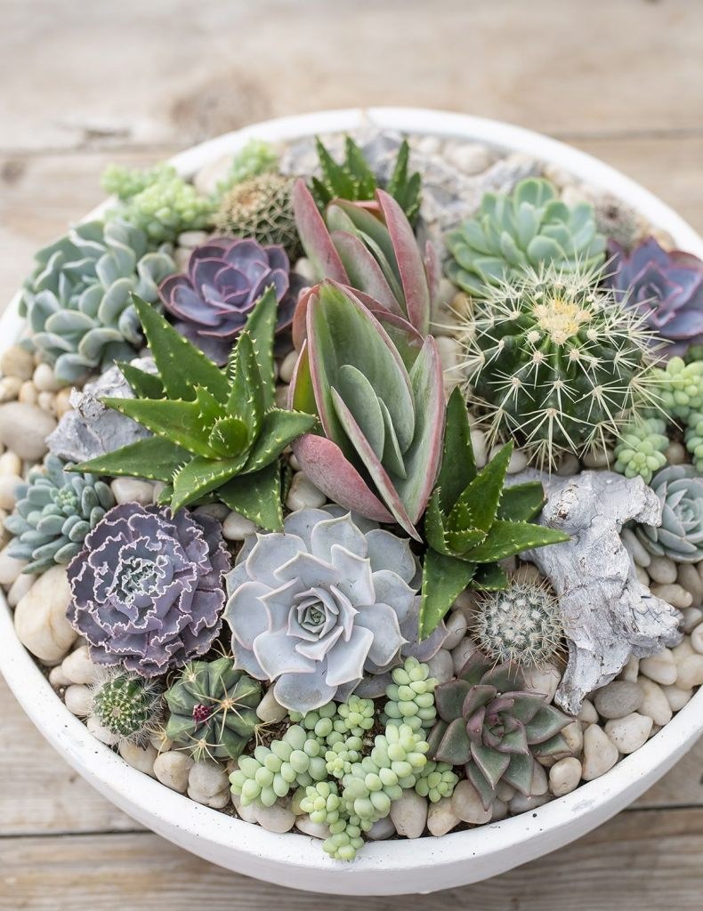 Суккулент эхеверия