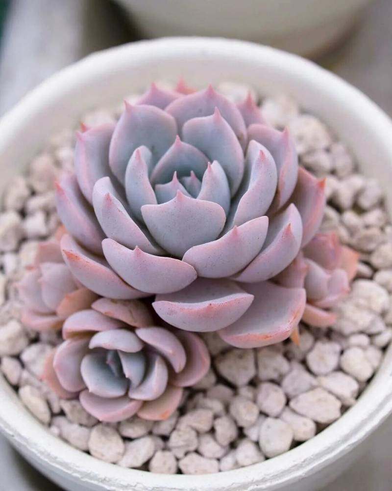 Эхеверия Альма Вильсон