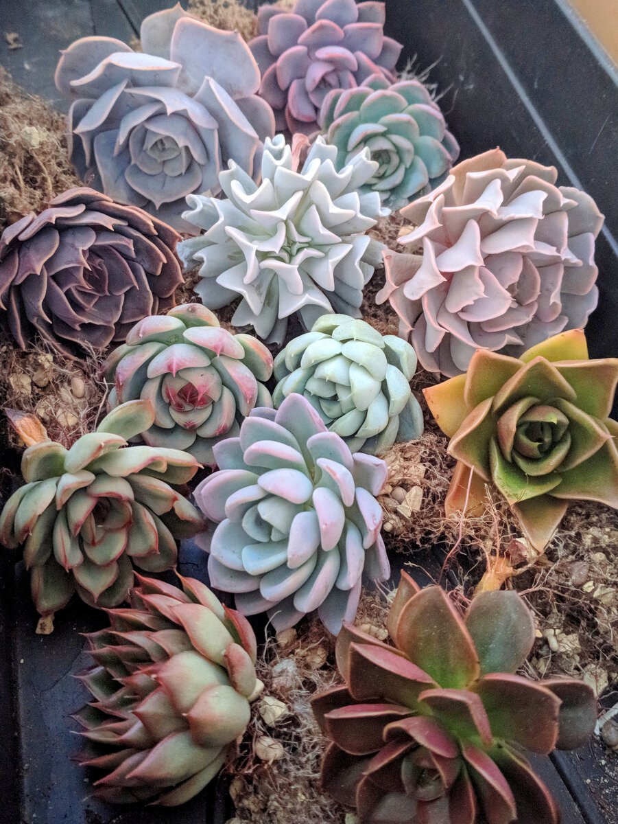 Эхеверия Поллукс