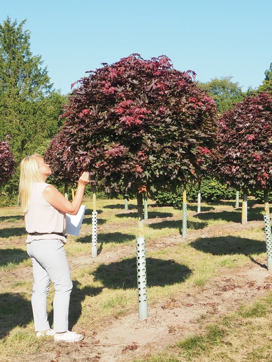 Клен Глобозум на штамбе