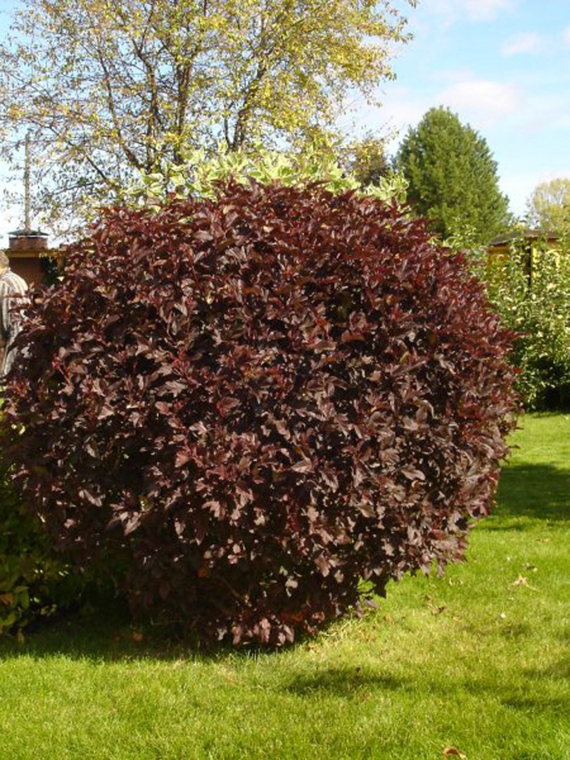 Пузыреплодник калинолистный Diabolo