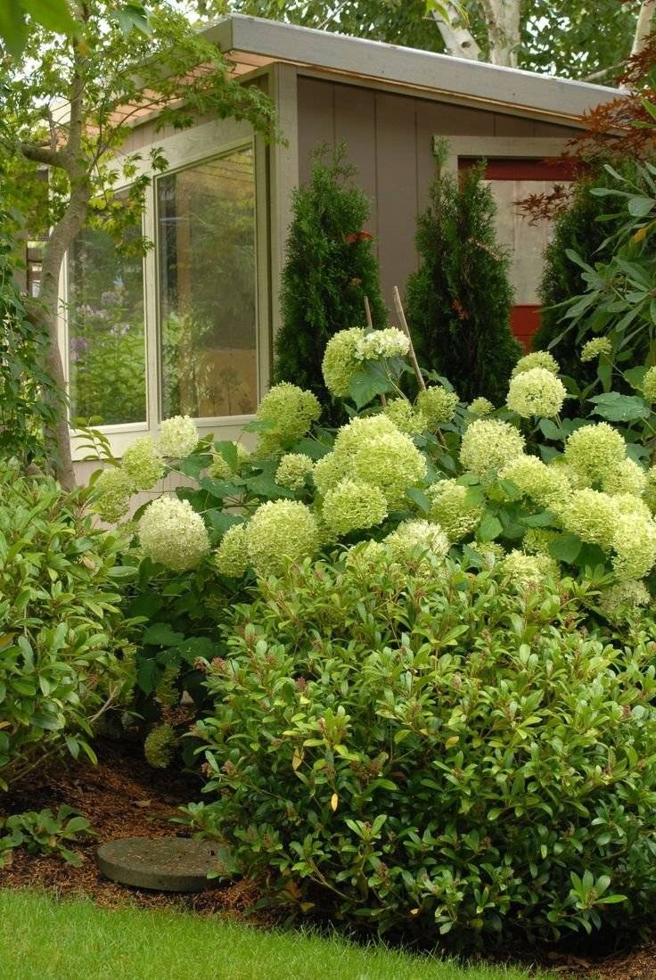 Гортензия Лаймлайт самшит