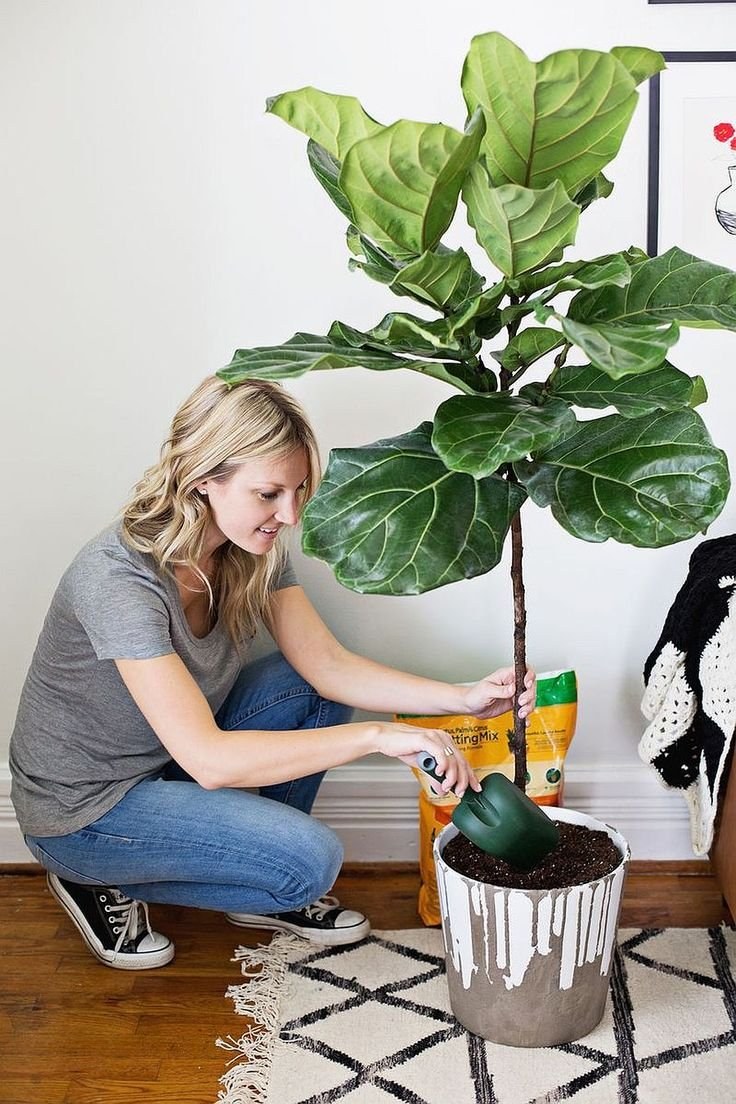 Фикус лировидный каучуконосный