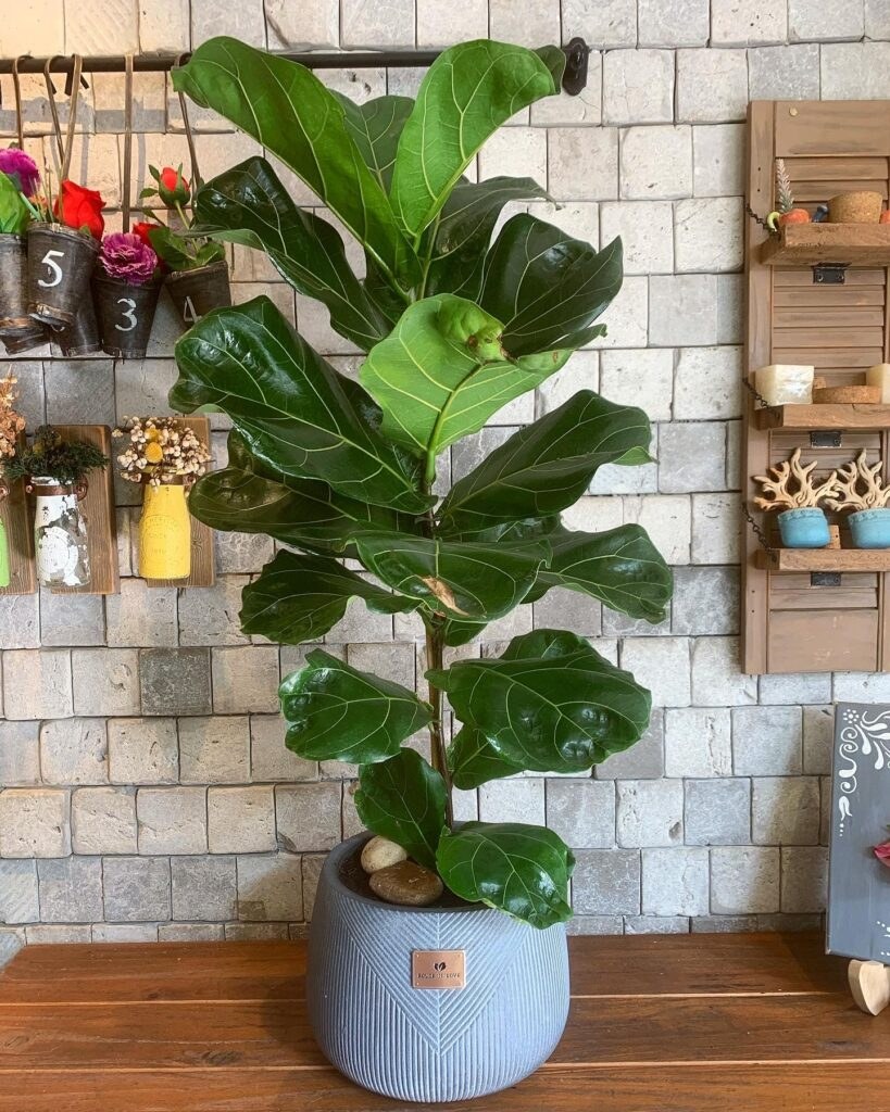 Фикус лирата обрезка