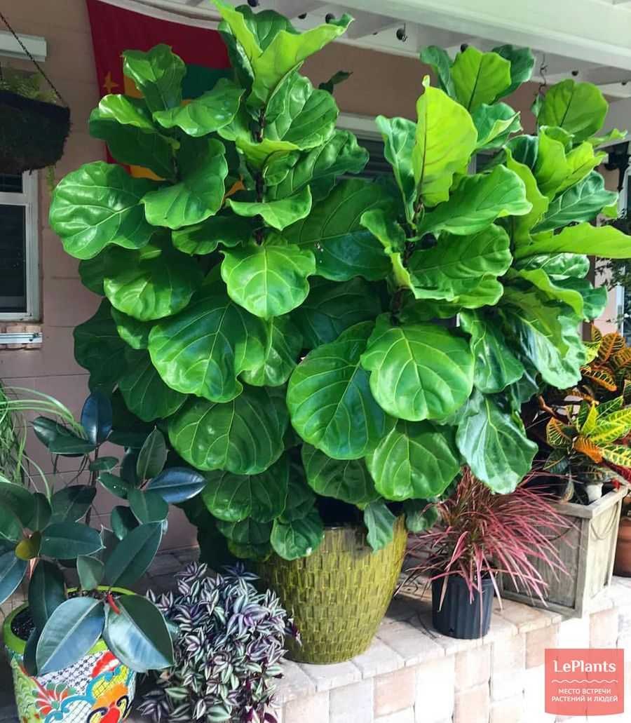 Фикус лирата Бамбино высота