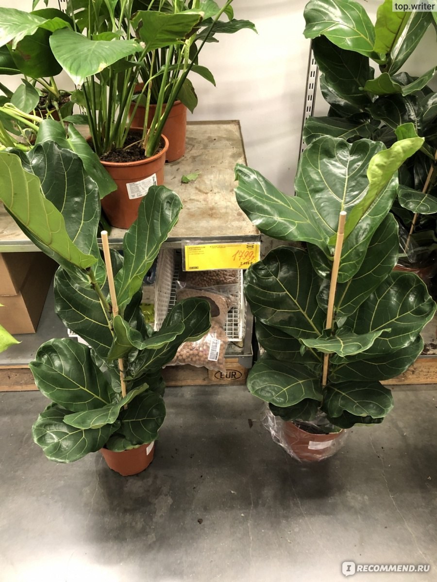 Фикус лировидный Андре