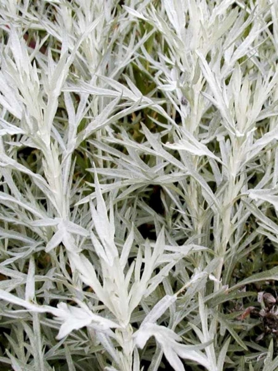 Полынь Людовика Сильвер Квин