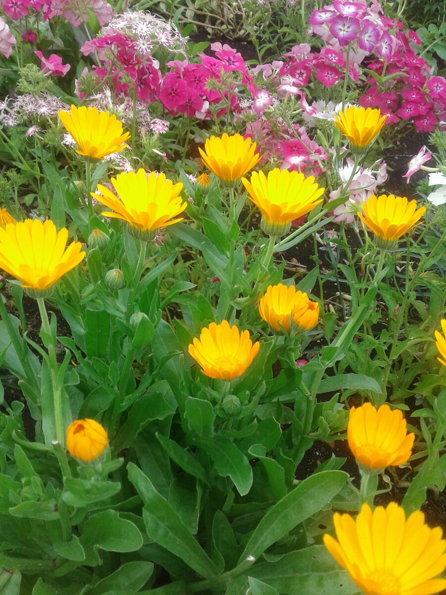 Эшшольция цветок многолетний