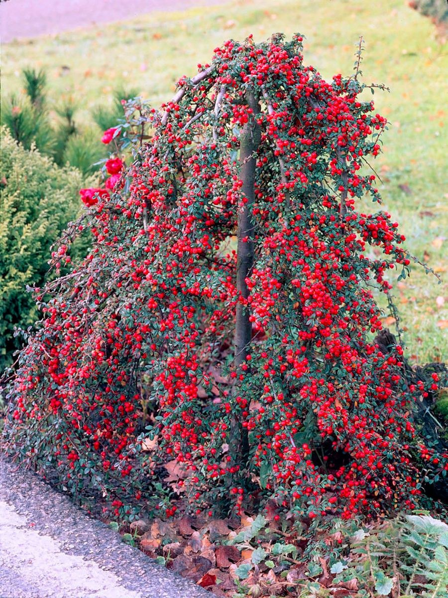 Кизильник Даммера Корал Бьюти