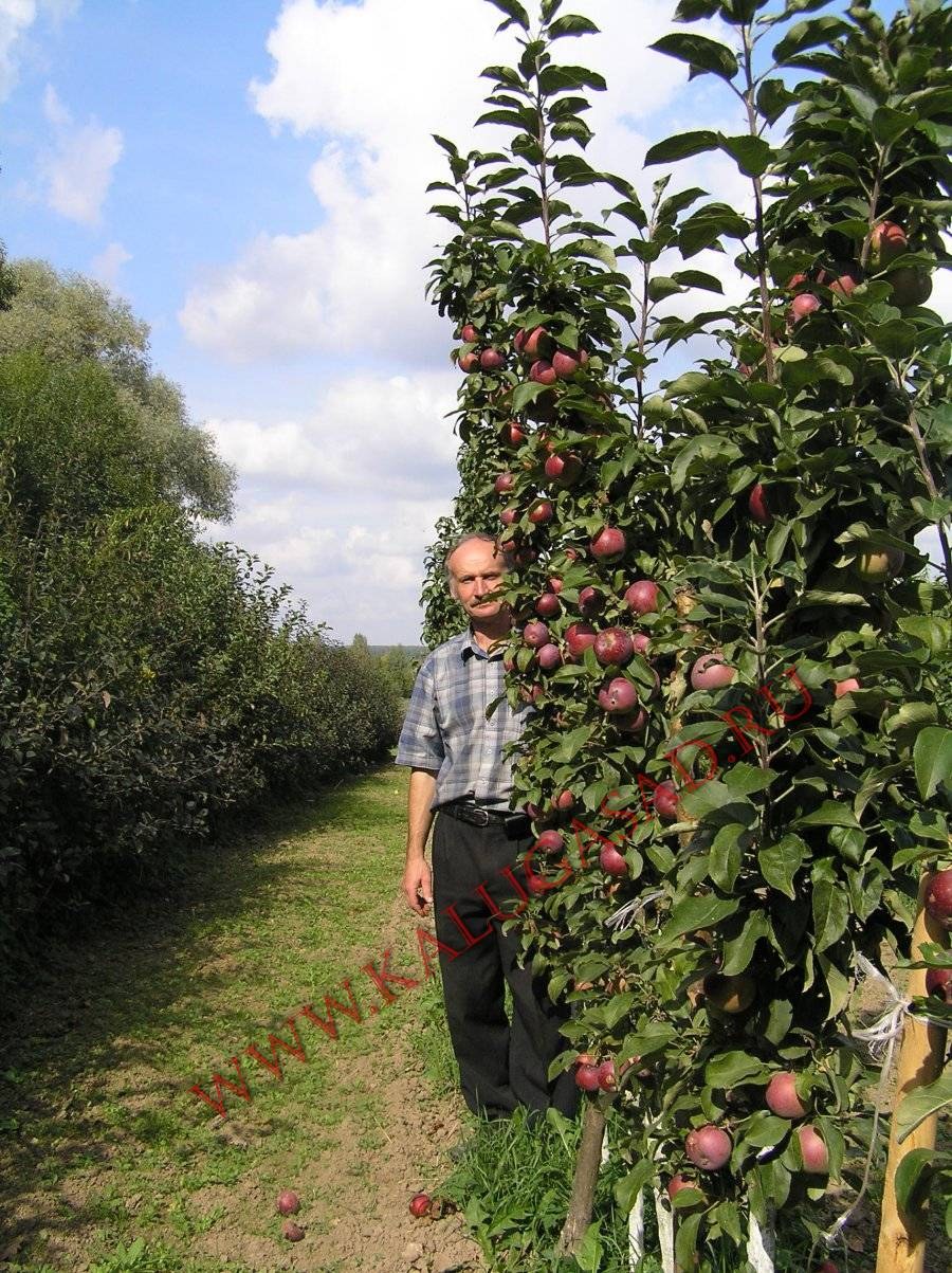 Колоновидные яблони Алые паруса