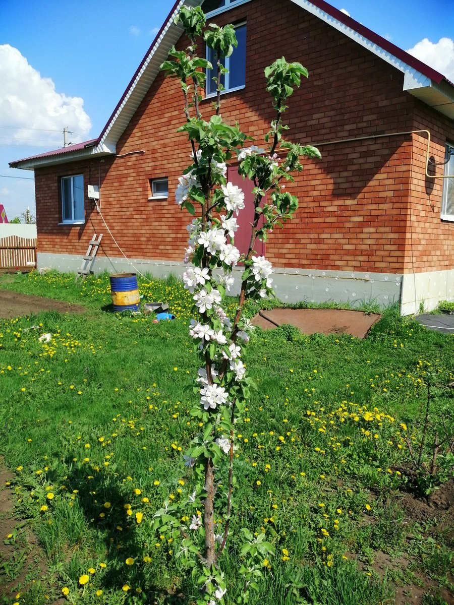 Колоновидные плодовые в ландшафтном дизайне