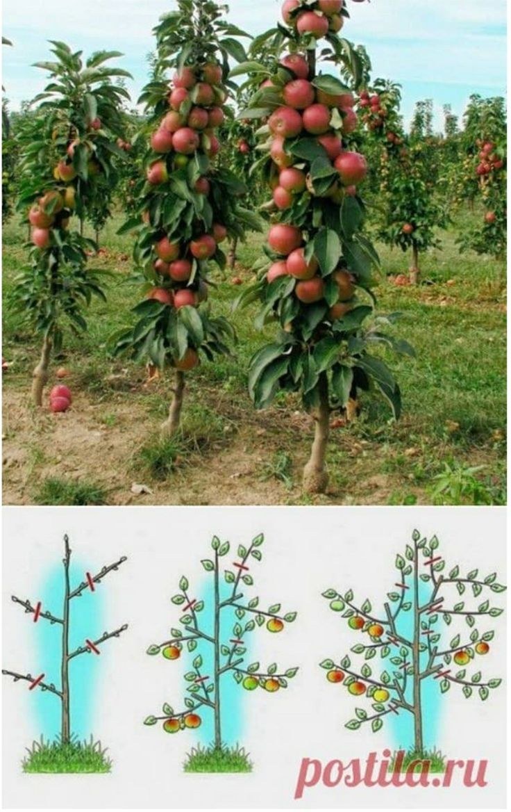 Укороченная колоновидная яблоня