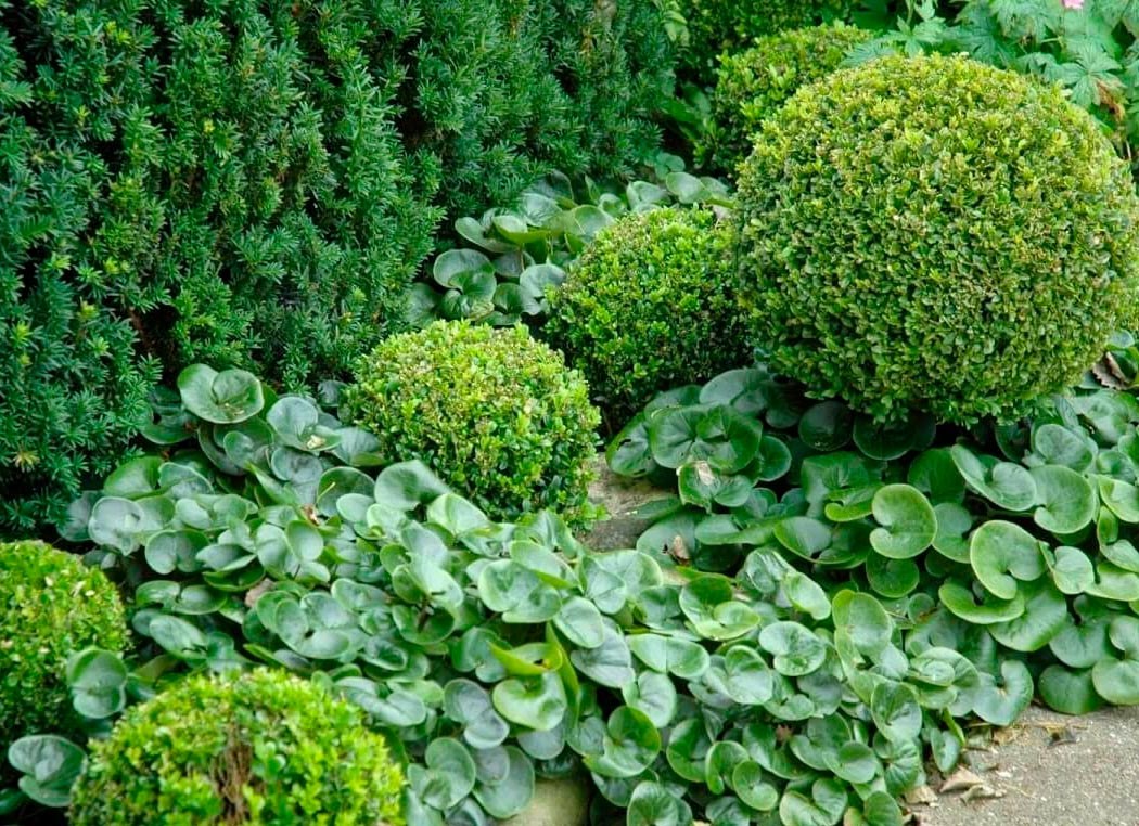 Копытень в ландшафтном дизайне (61 фото) - красивые картинки и HD фото