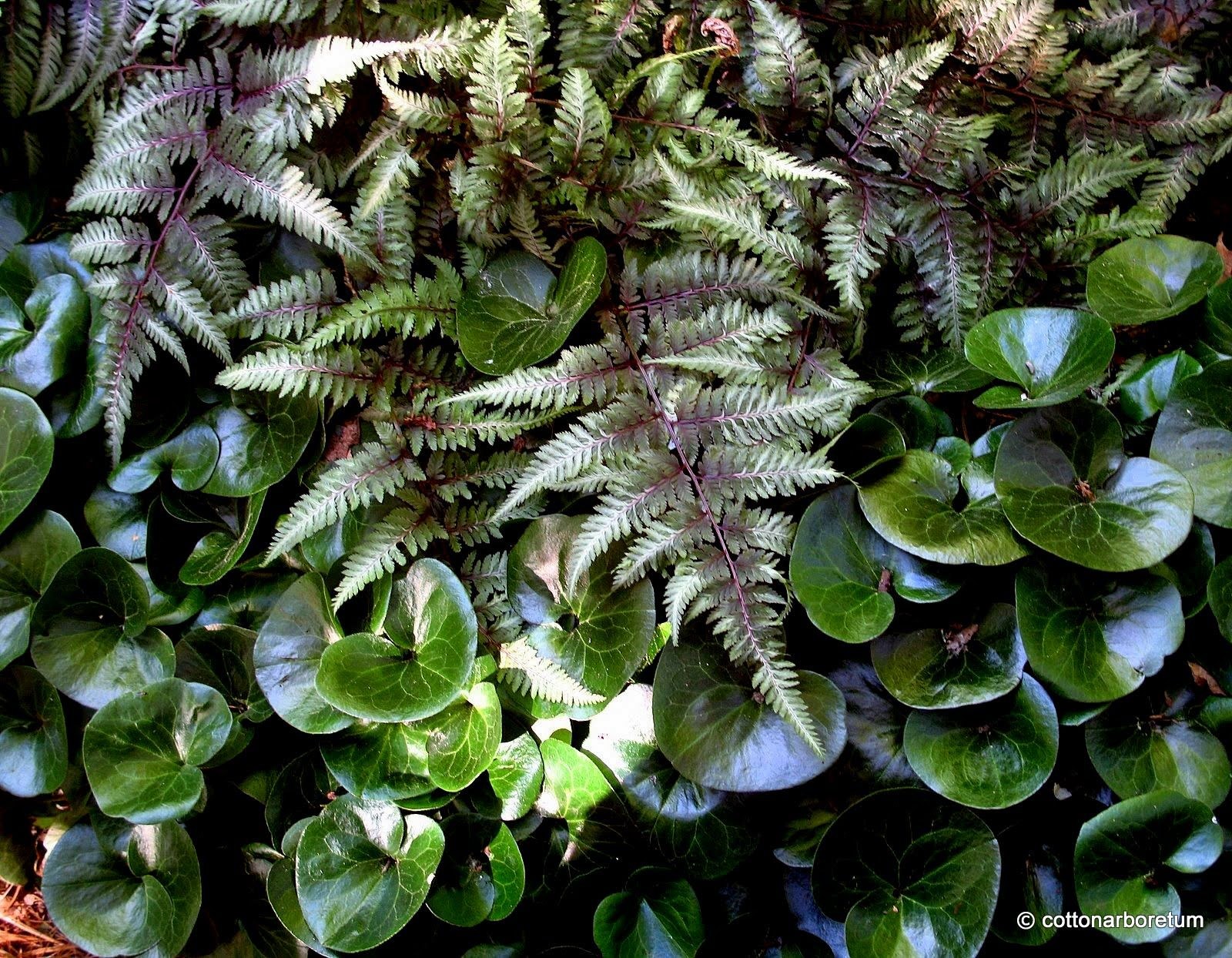 Копытень в ландшафтном дизайне (61 фото) - красивые картинки и HD фото