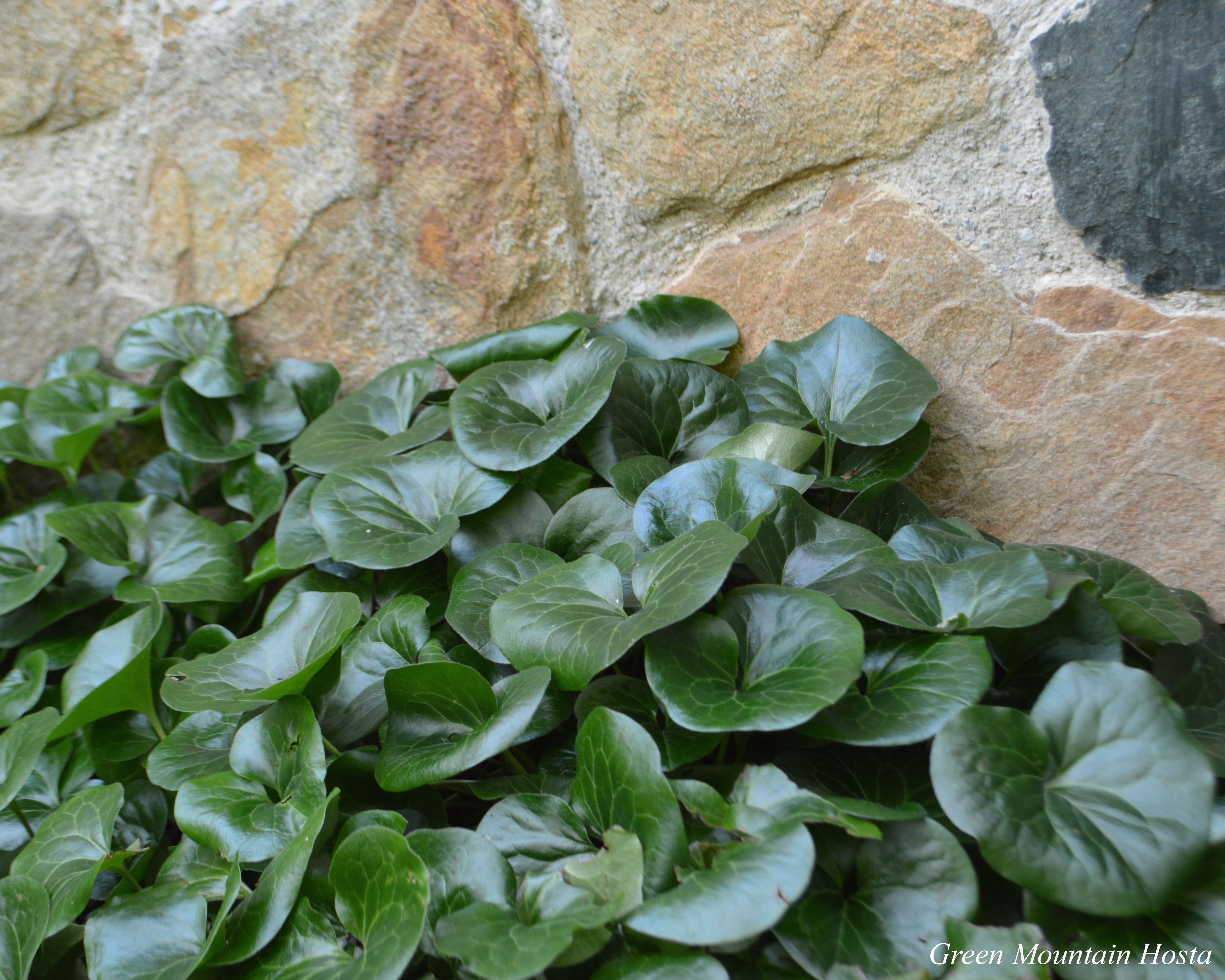 Копытень в ландшафтном дизайне (61 фото) - красивые картинки и HD фото