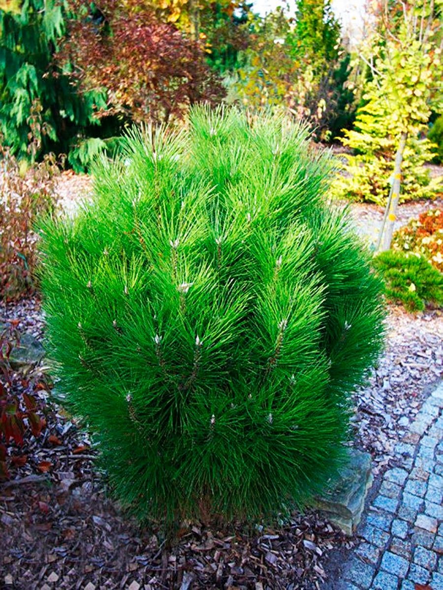 Сосна Pinus nigra