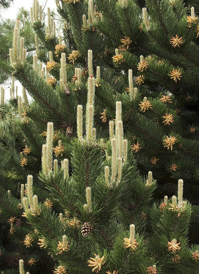 Сосна Горная Грин Тауэр