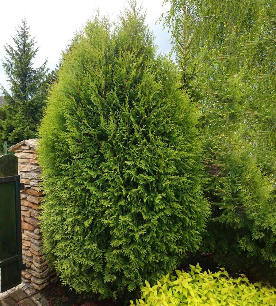 Туя Вагнери