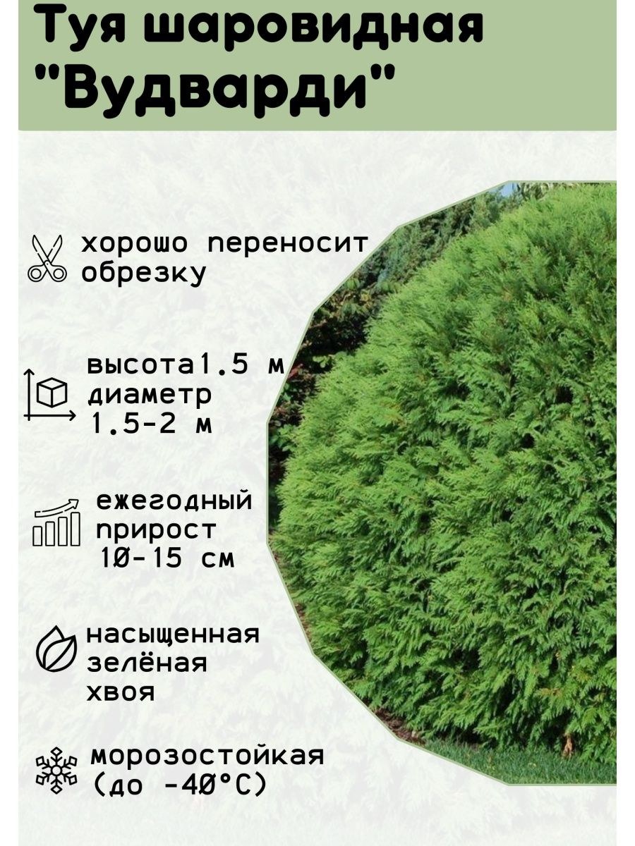 Туя Западная Вудварди