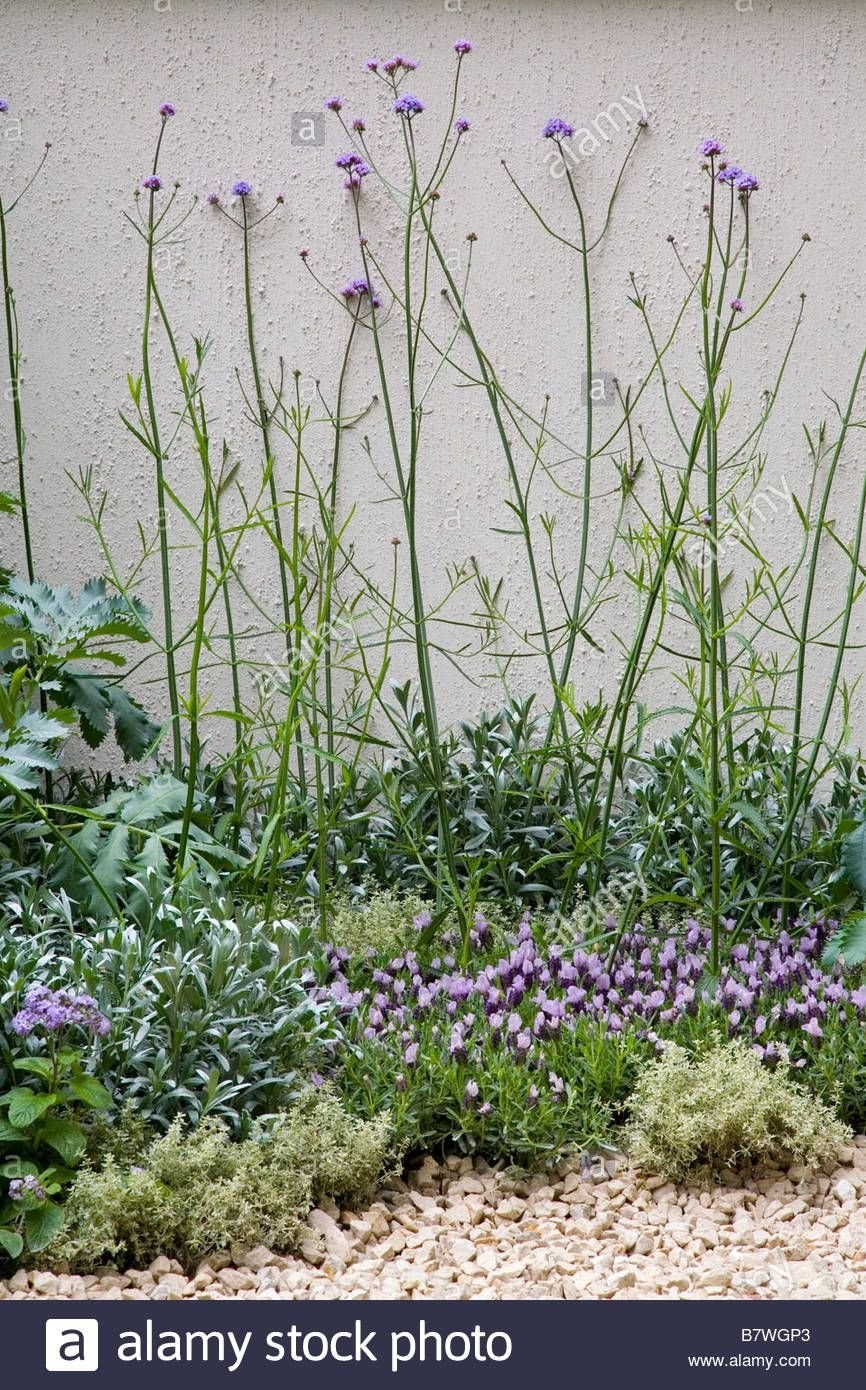 Вербена бонарская в ландшафтном