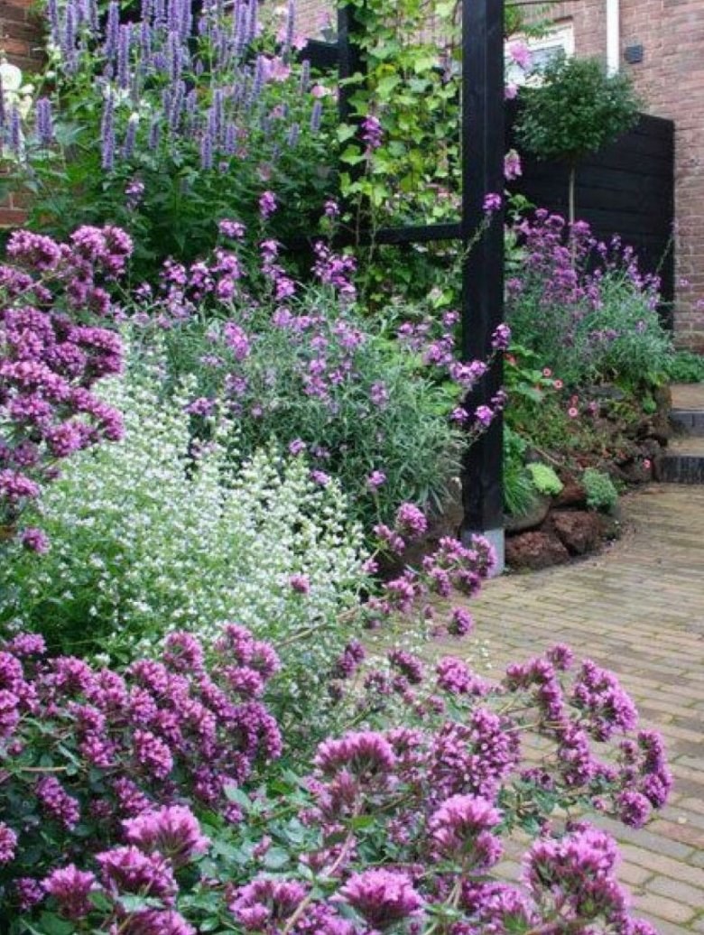 Вербена бонарская в цветнике