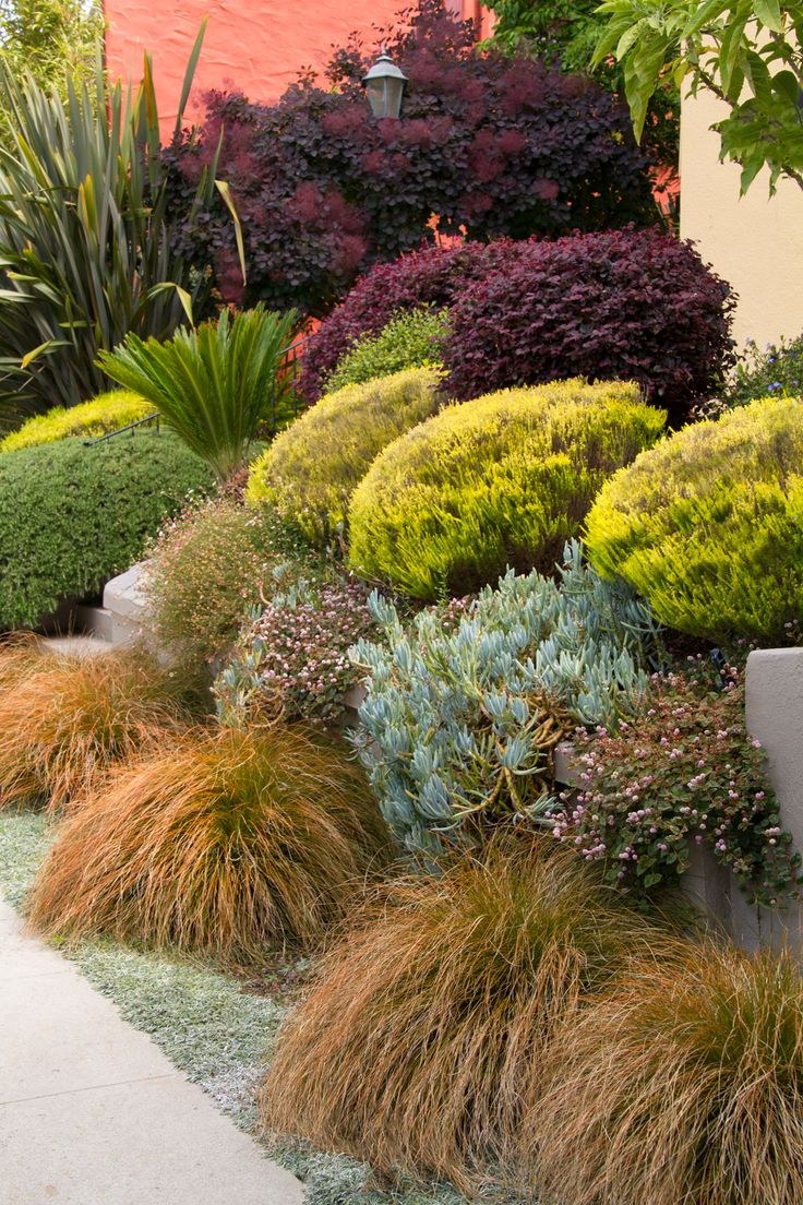 Фалярис в ландшафтном дизайне