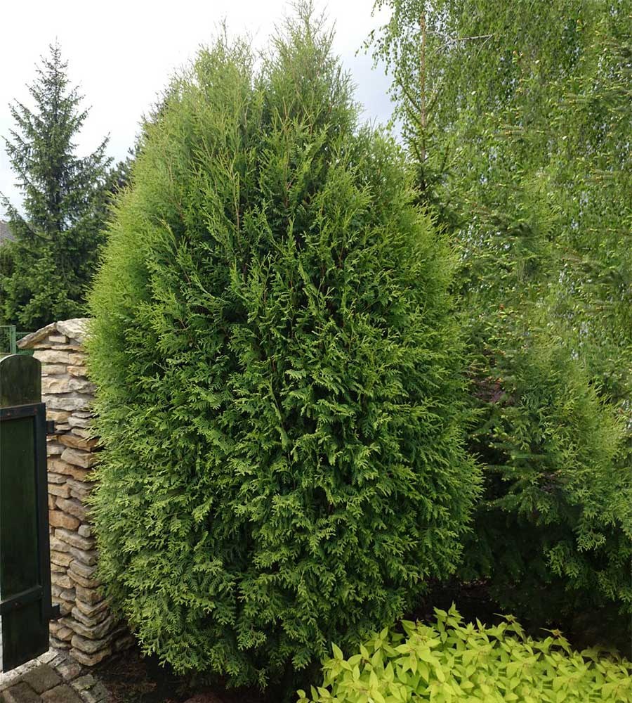 Туя Западная wagneri