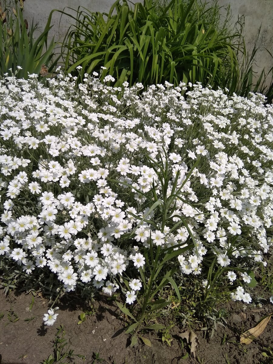 Ясколка Сильбертепич