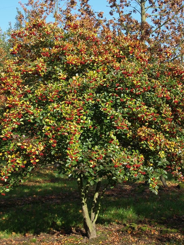 Боярышник сливолистный Спленденс
