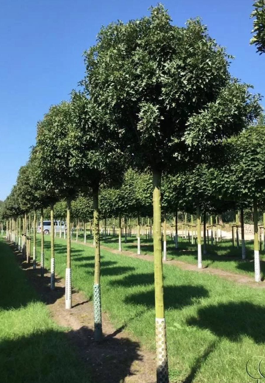 Боярышник однопестичный