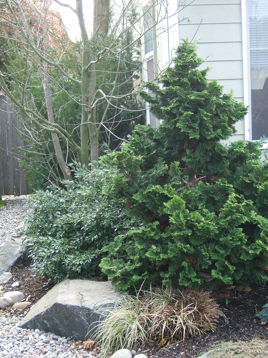 Кипарисовик тупой Нана Грацилис