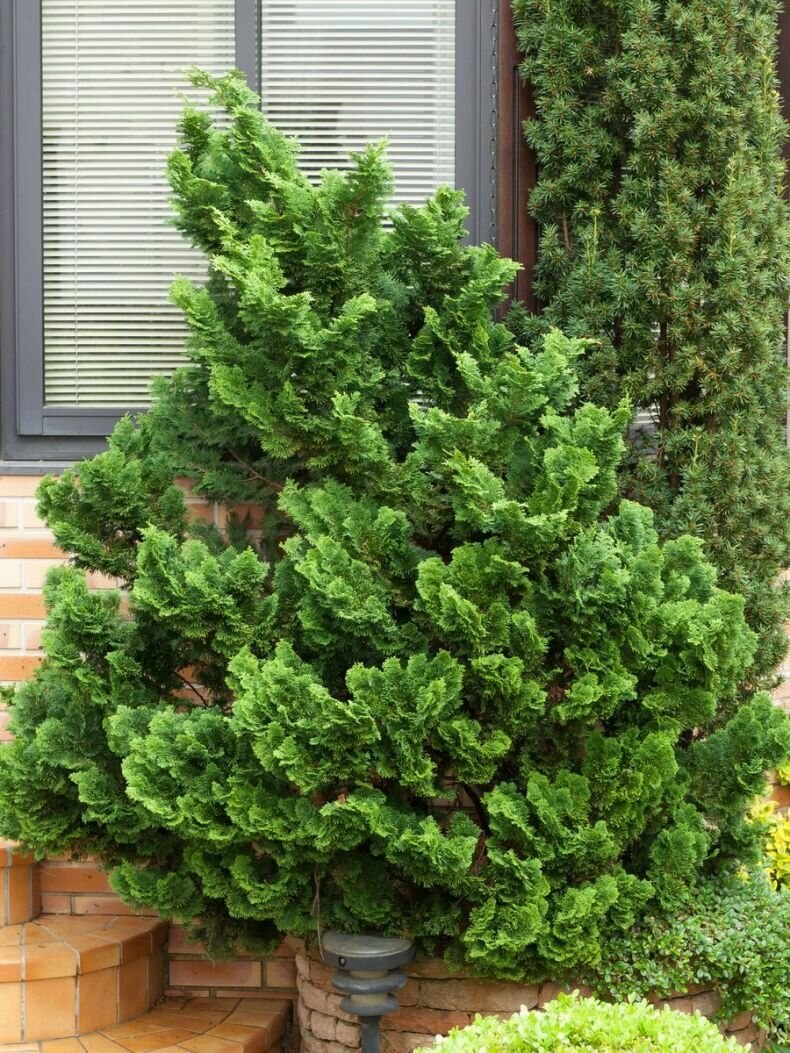 Кипарисовик тупой Нана Грацилис