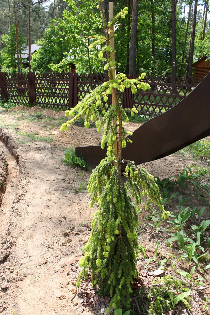 Ель Фробург