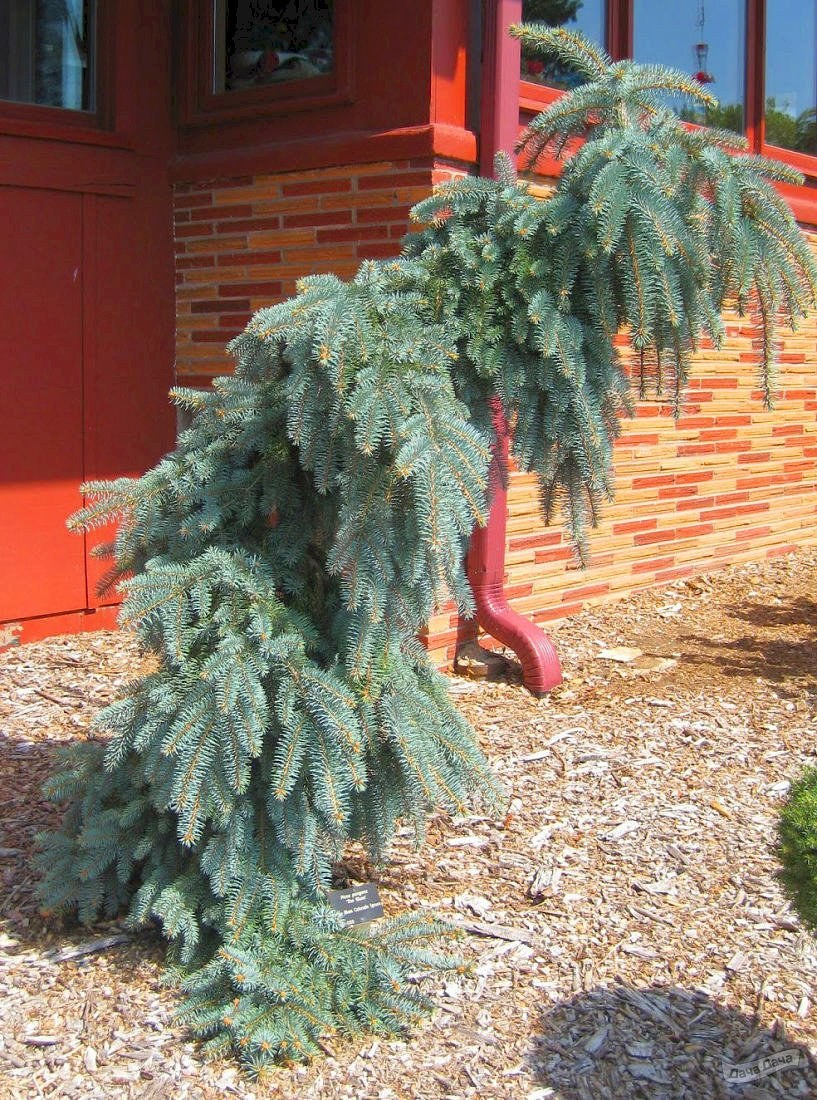 Ель колючая Глаука Пендула