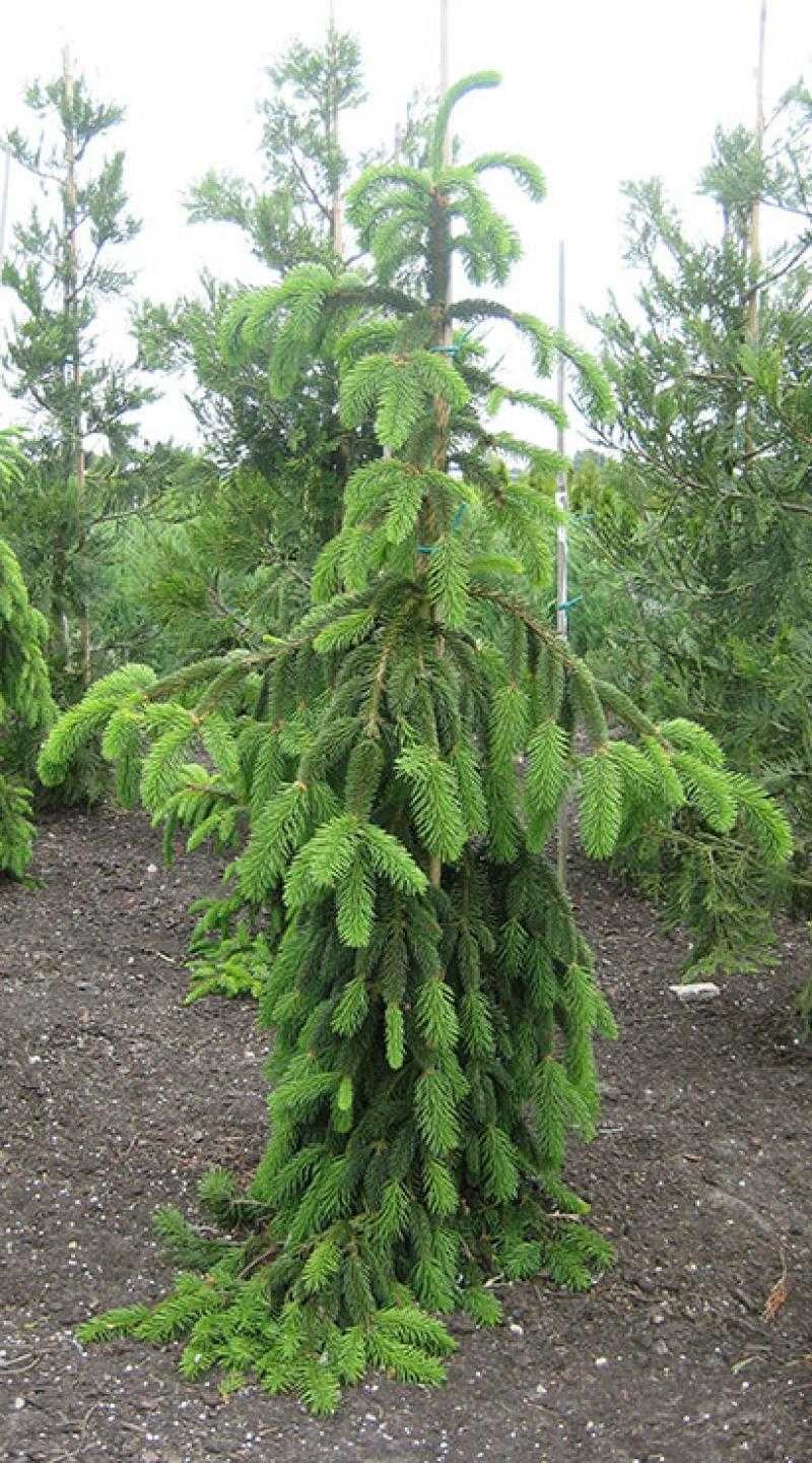 Ель обыкновенная Инверса