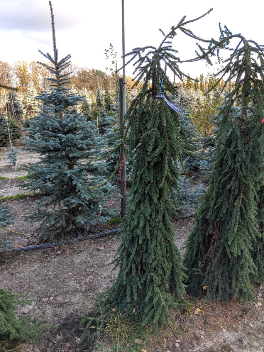 Ель Инверса Пендула