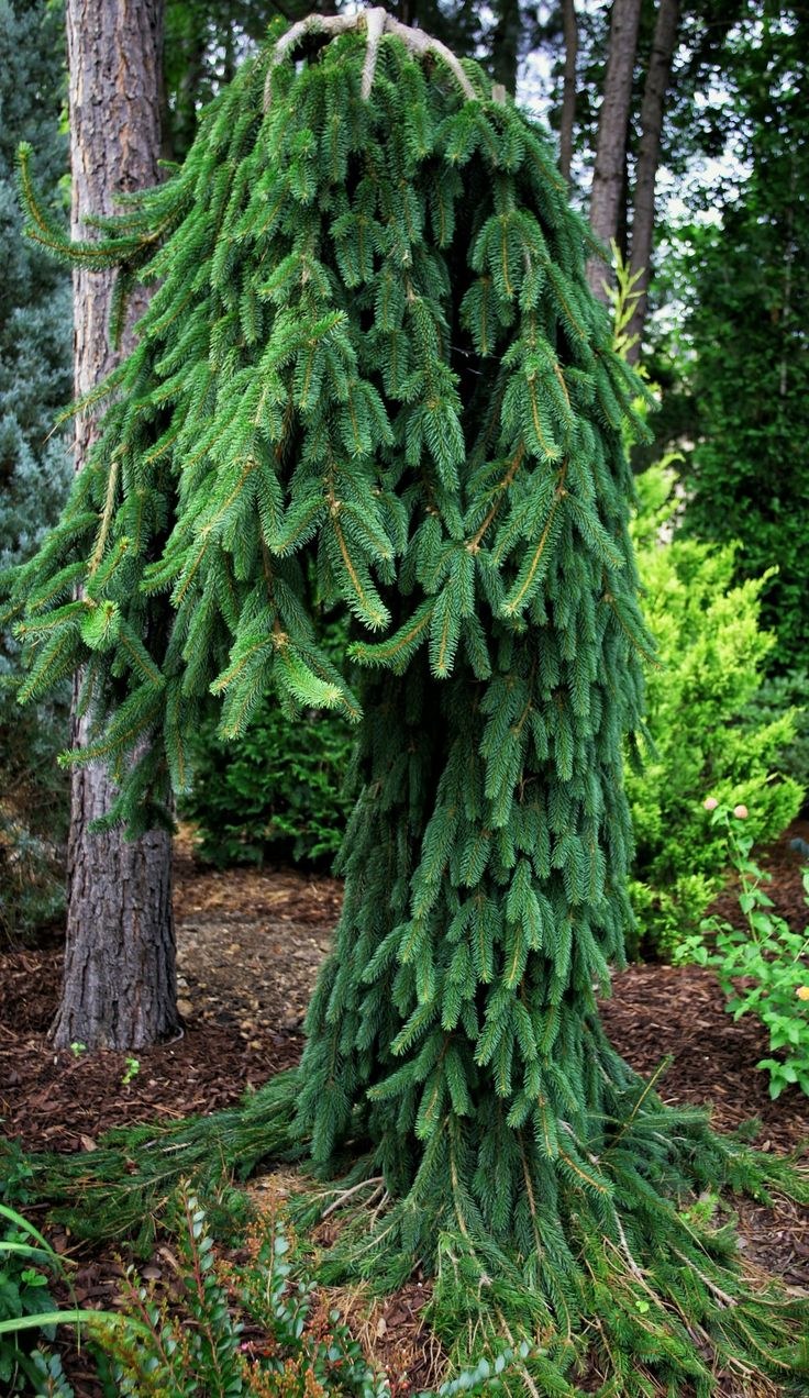 Ель обыкновенная Фробург Picea Abies Frohburg
