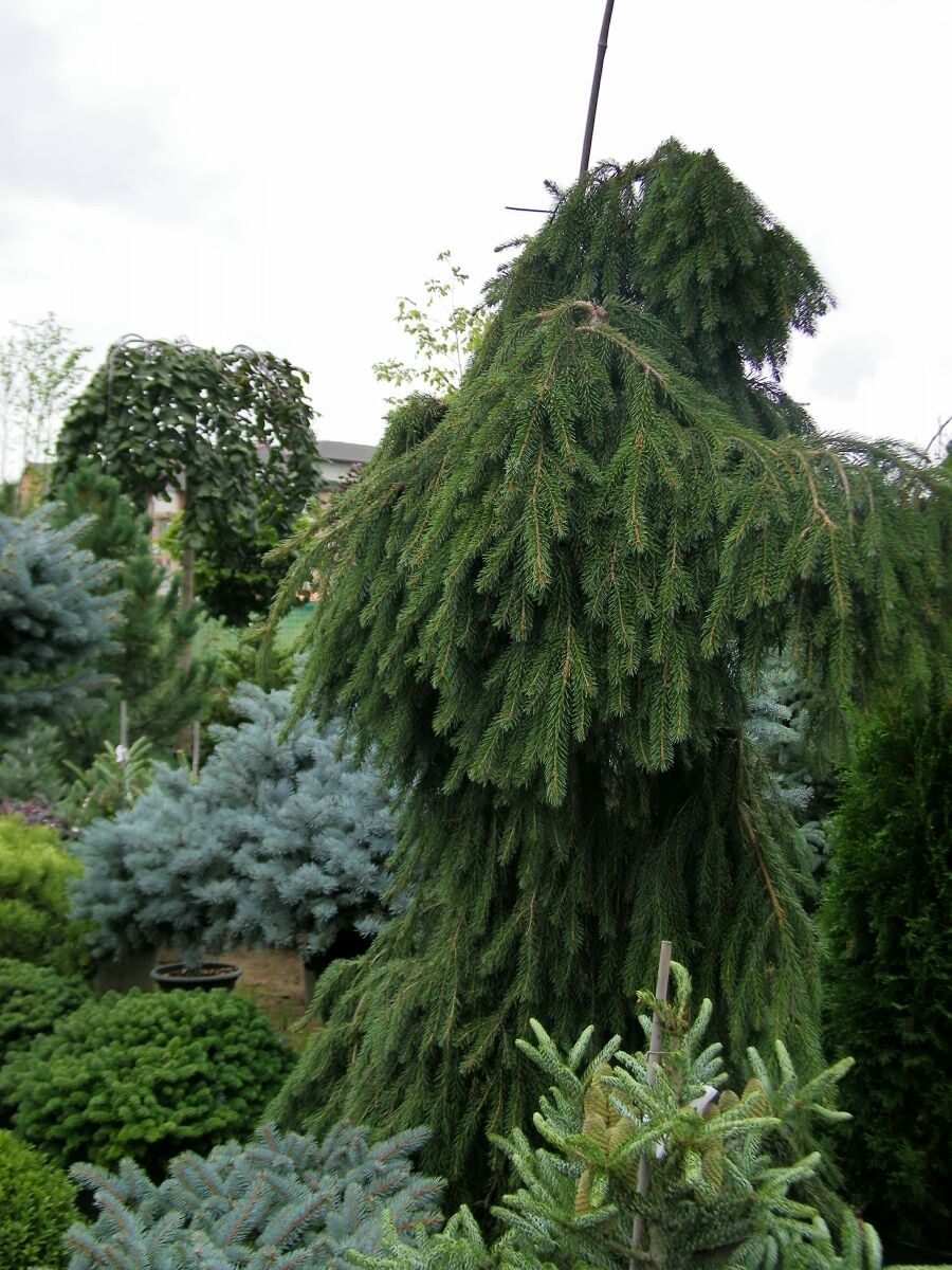 Ель обыкновенная Пендула Томпа