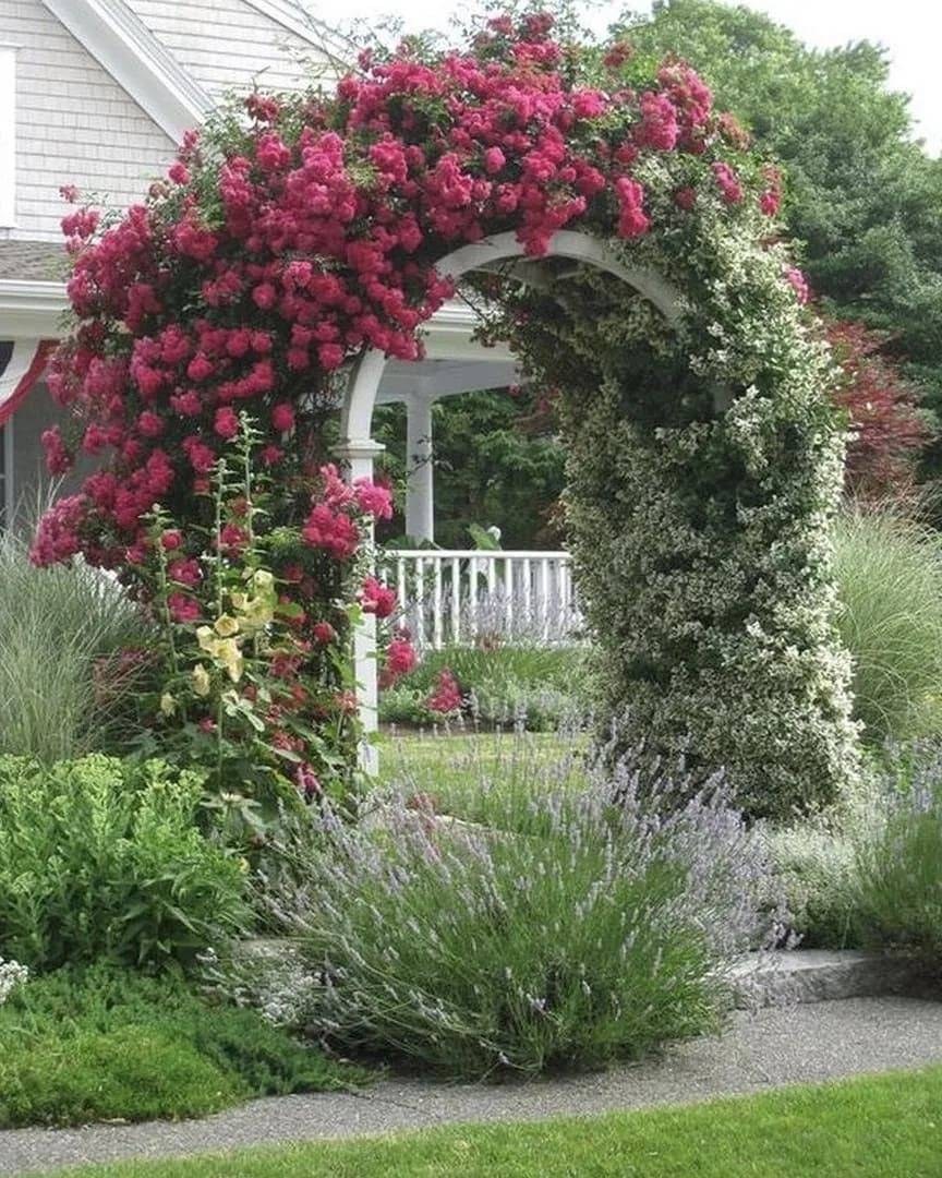 Роза Садовая плетистая