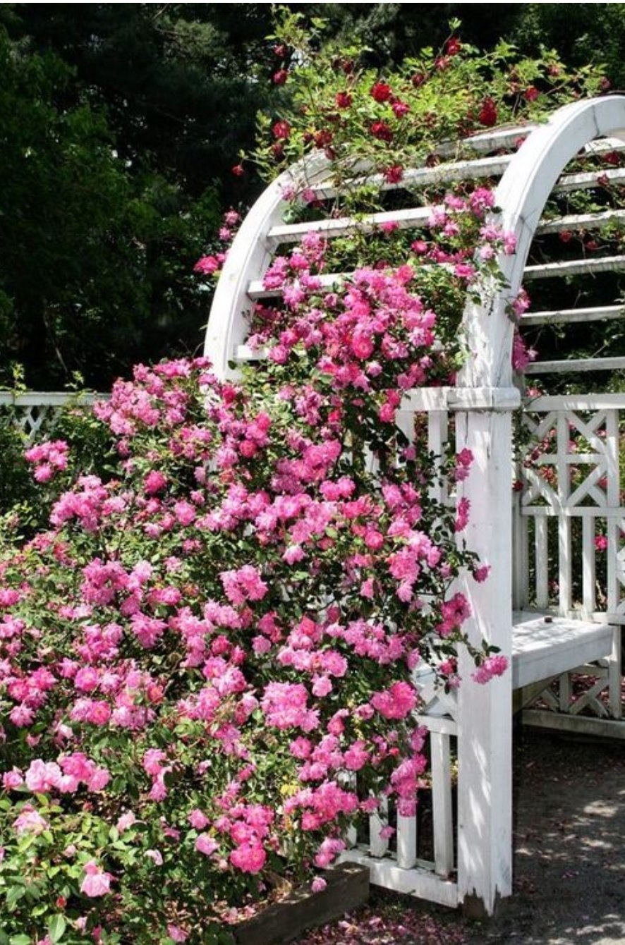 Роза плетистая в саду розарий